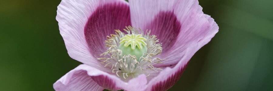 Papoila “Blue Moon” – Papaver somniferum