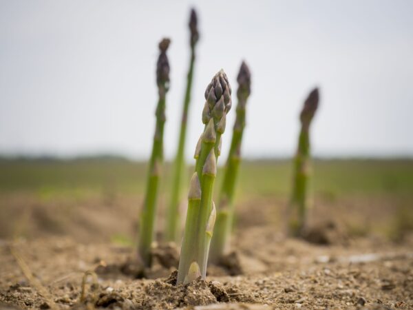 Espargo - Asparagus officinalis