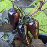 Count Dracula - Capsicum annuum