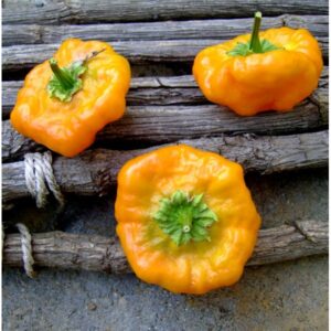 Jamaicana Amarela - Capsicum chinense