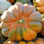 Abóbora Moscada Provence - Cucurbita moschata