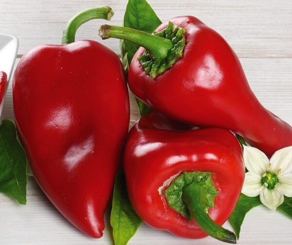 Piquillo - Capsicum annuum