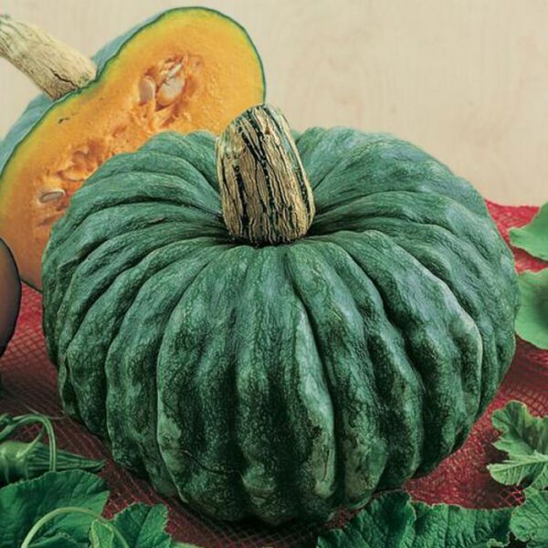 Abóbora Marina Di Chioggia - Cucurbita maxima