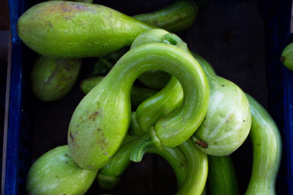 Abóbora Trompete - Cucurbita moschata