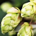 Lúpulo - Humulus lupulus