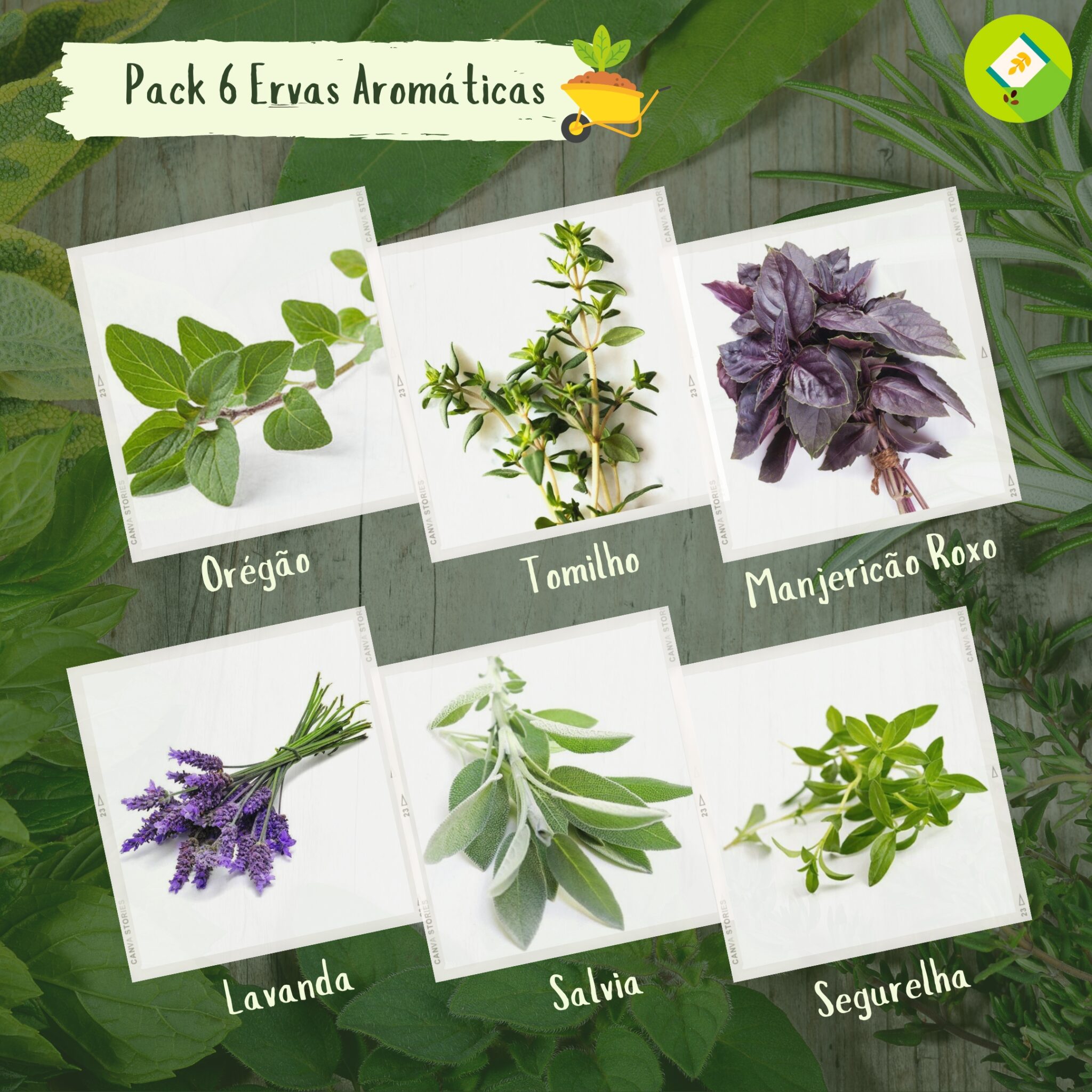 Pack/kit 6 Variedades de Ervas Aromáticas - SementeZona