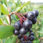 Aronia - Aronia melanocarpa