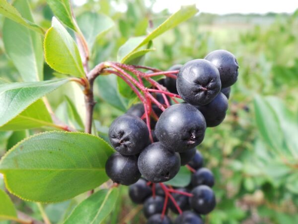 Aronia - Aronia melanocarpa