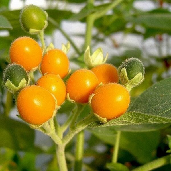 Tamarilho Anão - Solanum abutiloides