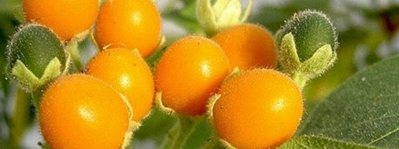 Tamarilho Anão – Solanum abutiloides