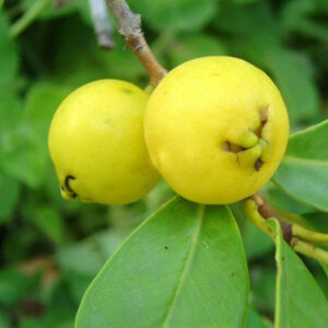 Araçá Amarelo - Psidium cattleianum