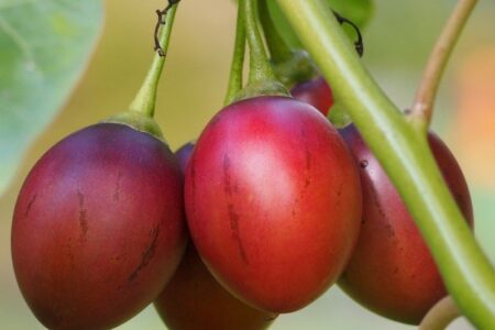 Tamarilho Vermelho – Solanum betaceum