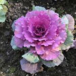 Couve Ornamental - Brassica oleracea acephala