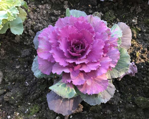 Couve Ornamental - Brassica oleracea acephala