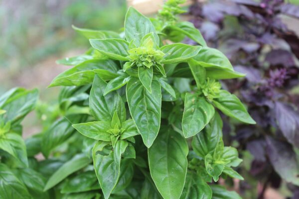 Manjericão Limão - Ocimum citriodorum