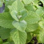 Hortelã Maçã - Mentha rotundifolia