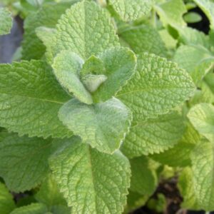 Hortelã Maçã - Mentha rotundifolia