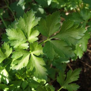 Salsa Comum - Petroselinum crispum