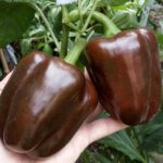 Pimento Sweet Chocolate - Capsicum annuum