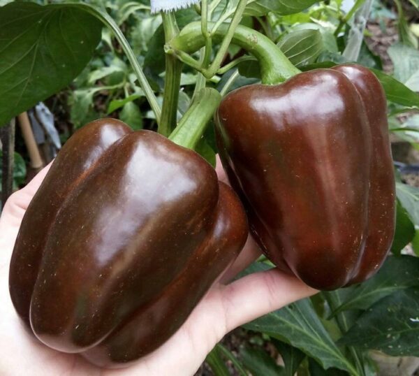 Pimento Sweet Chocolate - Capsicum annuum