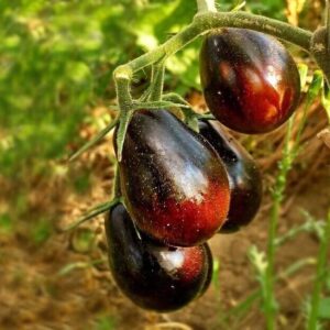 Tomate Blue Keyes - Solanum lycopersicum