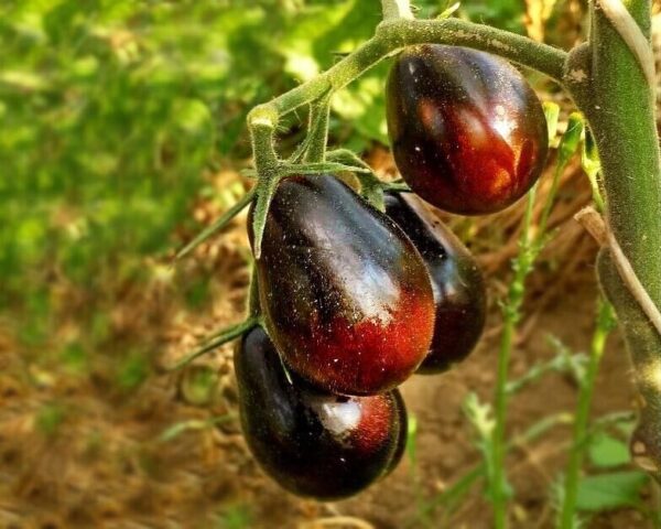 Tomate Blue Keyes - Solanum lycopersicum