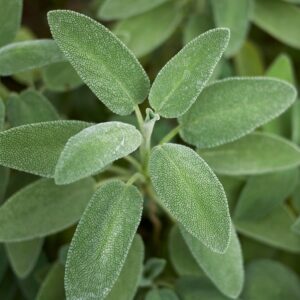 Salvia - Salvia officinalis