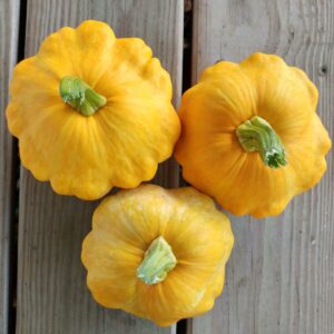 Abóbora Patisson Amarela - Cucurbita pepo