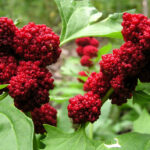 Espinafre-morango - Chenopodium capitatum