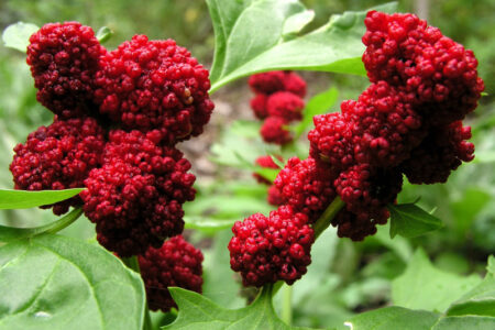 Espinafre-morango – Chenopodium capitatum