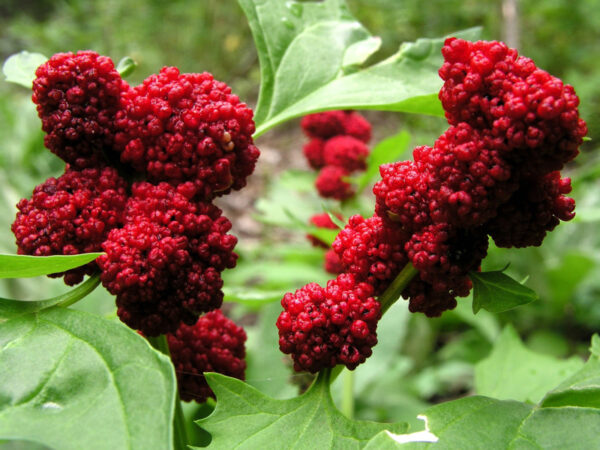 Espinafre-morango - Chenopodium capitatum