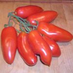 Tomate San Marzano - Solanum lycopersicum