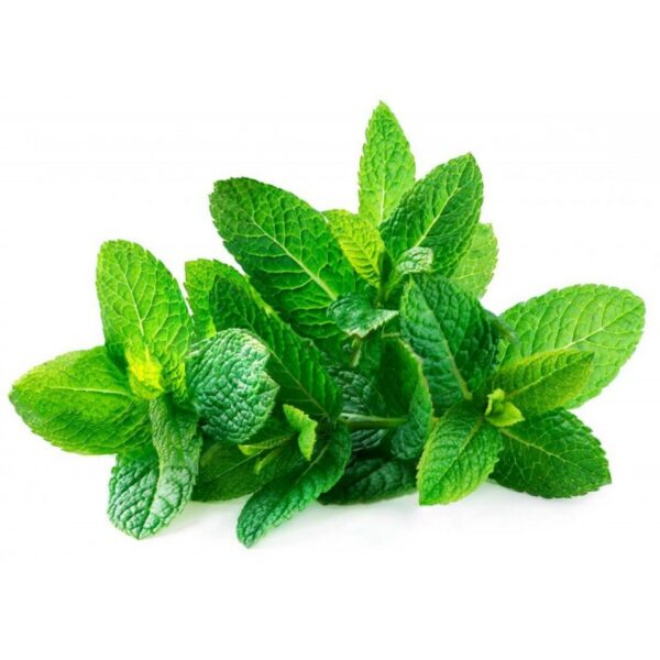 Hortelã Comum - Mentha spicata - SementeZona