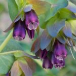 Orgulho De Gibraltar - Cerinthe major 'Purpurascens'