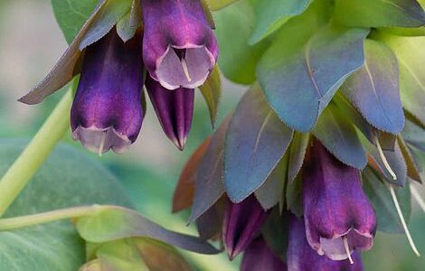 Orgulho De Gibraltar – Cerinthe major ‘Purpurascens’