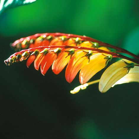 Spanish Flag – Ipomoea lobata