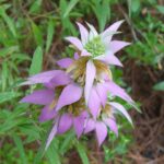 Monarda - Monarda punctata