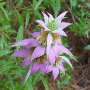 Monarda punctata