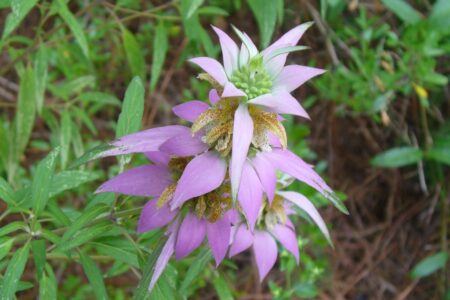 Monarda – Monarda punctata