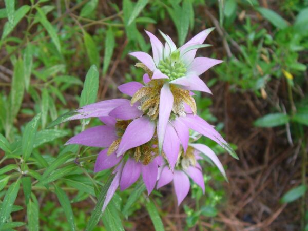 Monarda punctata