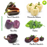 Pack/kit 6 Variedades de Pimentos Doces