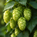 Lúpulo - Humulus lupulus