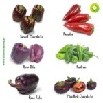 Pack/kit 6 Variedades de Pimentos Doces