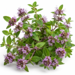 Poejo - Mentha pulegium