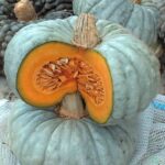 Abóbora Beretta Piacentina - Cucurbita maxima