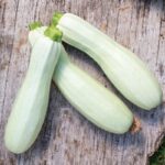 Curgete Branca - Cucurbita pepo