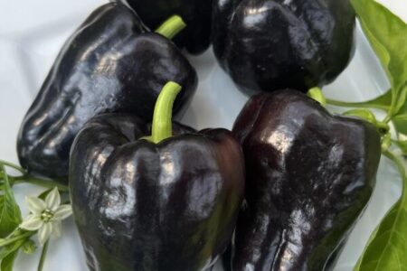 Pimento Roxo Zulu – Capsicum annuum