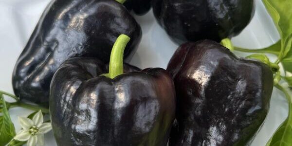 Pimento Roxo Zulu – Capsicum annuum
