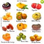 Pack/kit 12 Variedades de Tomates (novo kit)