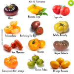 Pack/kit 12 Variedades de Tomates (novo kit)